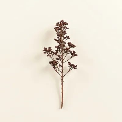 Songaria Cynomorium stalk