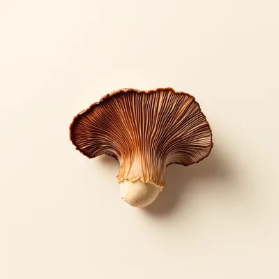 Reishi mushroom